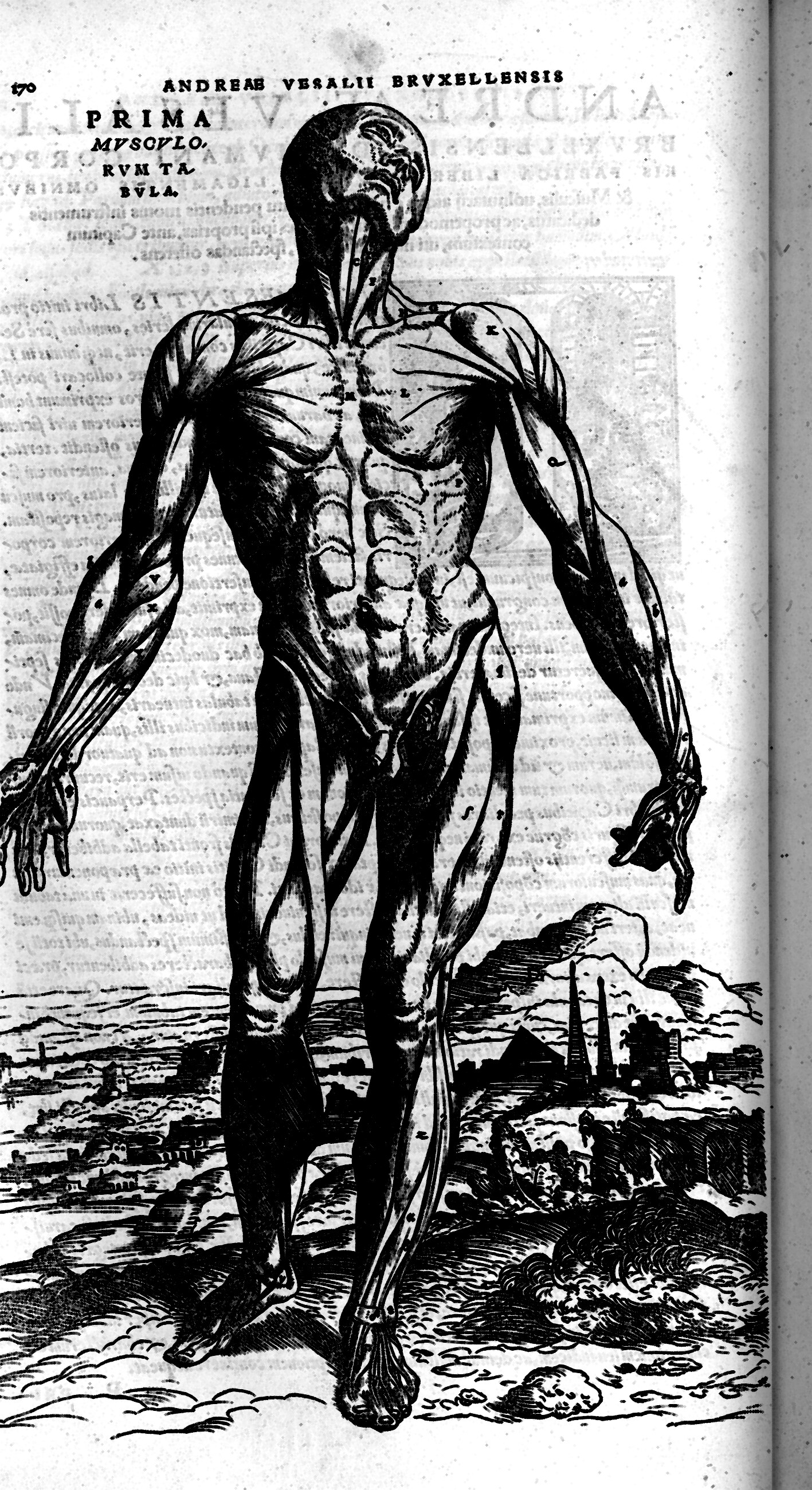 Vesalius's first muscle plate: a standing figure with every muscle exposed, in a landscape